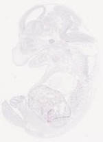 EMAGE:29458