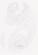 EMAGE:29458