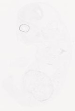 EMAGE:29458