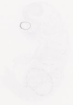 EMAGE:29458