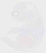 EMAGE:29459