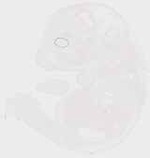 EMAGE:29459