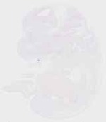 EMAGE:29459