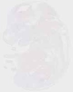 EMAGE:29459
