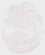 EMAGE:29459