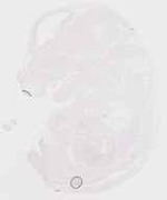 EMAGE:29459