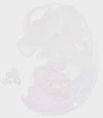 EMAGE:29459