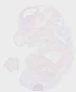 EMAGE:29459