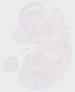 EMAGE:29459