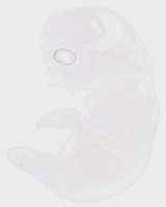 EMAGE:29459