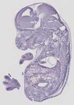 EMAGE:29471