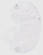 EMAGE:29474