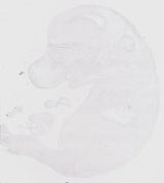 EMAGE:29474
