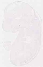 EMAGE:29479