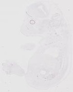 EMAGE:29480