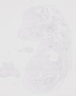 EMAGE:29480