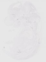 EMAGE:29480