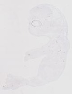 EMAGE:29480