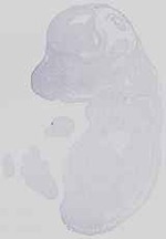 EMAGE:29487