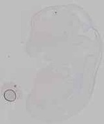 EMAGE:29488