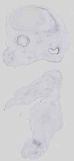 EMAGE:29493