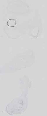 EMAGE:29493
