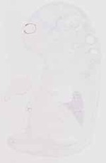 EMAGE:29503