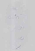 EMAGE:29526