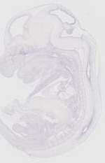 EMAGE:29532