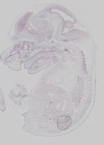 EMAGE:29541