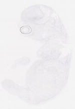 EMAGE:29551