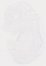 EMAGE:29552