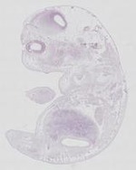 EMAGE:29577