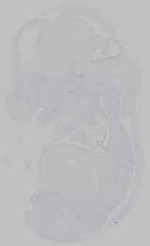 EMAGE:29584