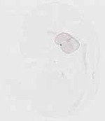 EMAGE:29588