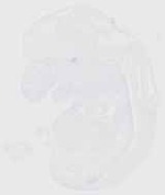 EMAGE:29588