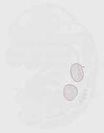 EMAGE:29588