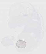 EMAGE:29588