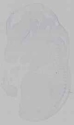 EMAGE:29592