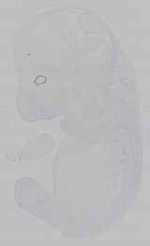 EMAGE:29592