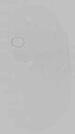 EMAGE:29592