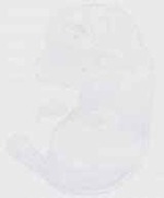 EMAGE:29596