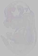 EMAGE:29602
