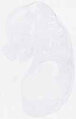 EMAGE:29625