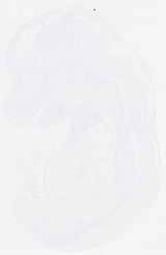 EMAGE:29625