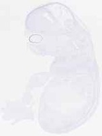 EMAGE:29625