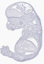 EMAGE:29631