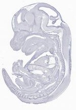 EMAGE:29631
