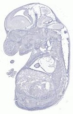 EMAGE:29631