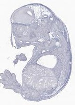 EMAGE:29631